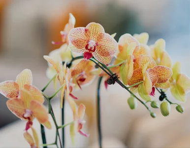 Miniatura: Storczyk w lutym wygląda marnie? Jedna...