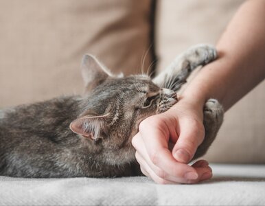 Miniatura: Te mity o kotach obaliła nauka. Sprawdź,...