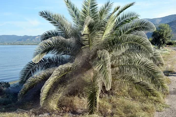 Pajęczyna na greckiej plaży 