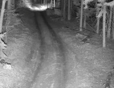 Miniatura: „Ruchome namioty” na białoruskiej granicy....