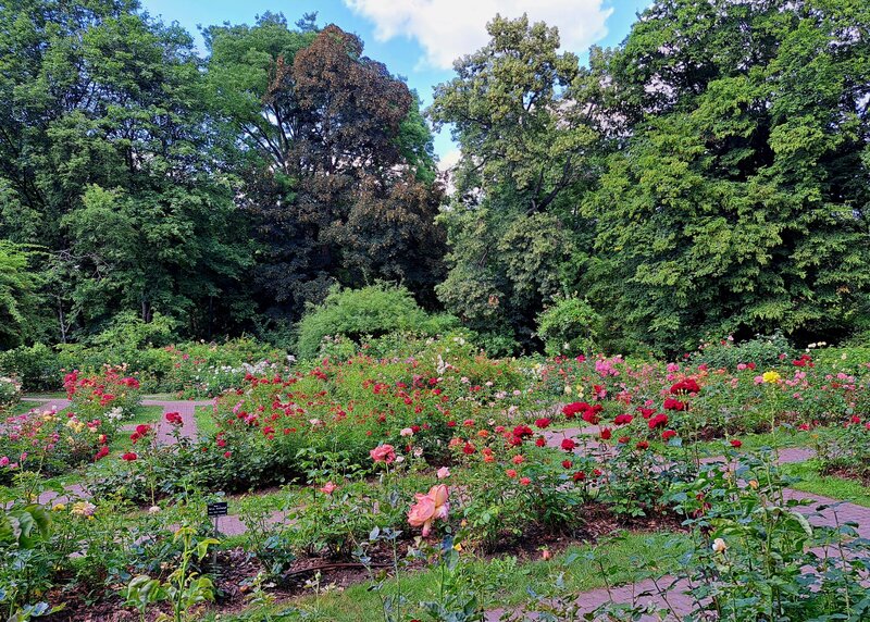 Rosarium w Ogrodzie Botanicznym UW w Warszawie