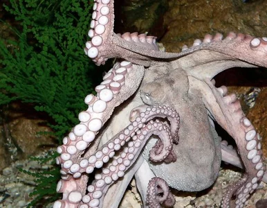 Miniatura: "Ośmiornica Paul symbolizuje całe zło...