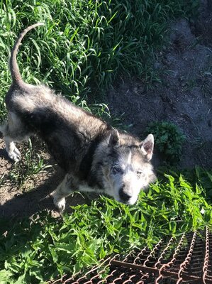 Miniatura: Pies odebrany nauczycielce przyrody