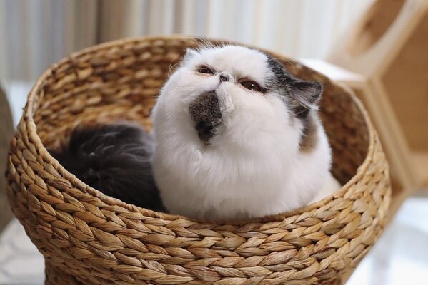 Miniatura: Zuu, czyli kot z brodą