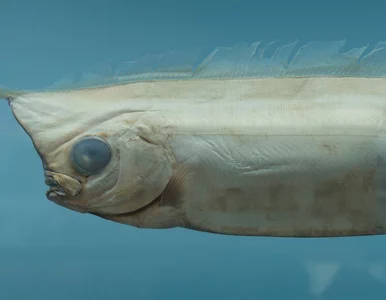 Miniatura: Ta ryba ma zwiastować nadejście...