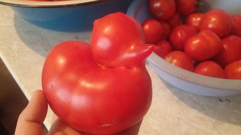 Pomidor czy kaczuszka? 