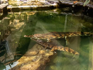 Krokodyle gawialowe Kraken i Penelopa Penelopa i Kraken to para krokodyli. Samica jest o wiele mniejsza od samca.