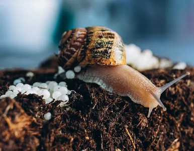 Miniatura: Wsyp, rozpuść i spryskaj grządki. Efekt?...
