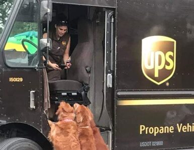 Miniatura: To jest miłość! Kurierzy UPS pokazują psy,...