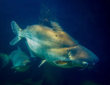 Miniatura: Wędkarz złowił gigantyczną rybę. „Potwory...