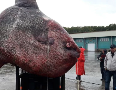 Miniatura: Na dalekim wschodzie Rosji złowiono rybę...