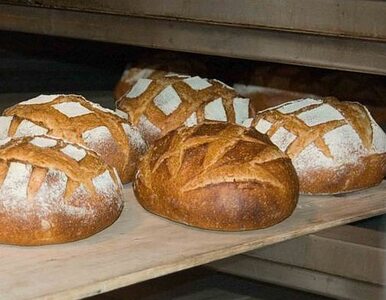 Miniatura: Polski chleb walczy o przetrwanie. Jemy go...