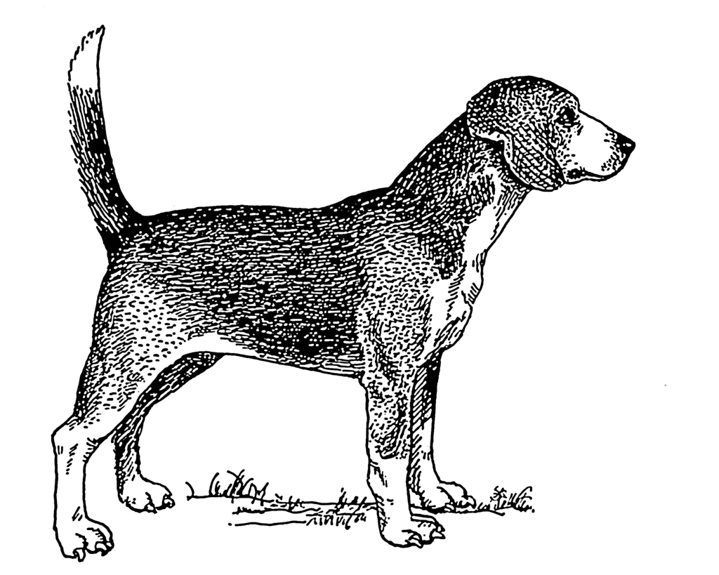 14. North Country Beagle Rasa, która przestała istnieć na początku XIX wieku. Głównie hodowana w Anglii. Były wykorzystywane jako psy gończe.