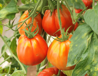 Miniatura: Pomidory nie dojrzewają, a przy szypułkach...