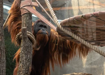 Orangutan sumatrzański 