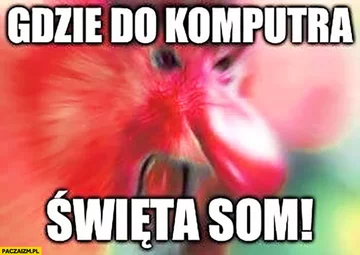 Świąteczne memy 