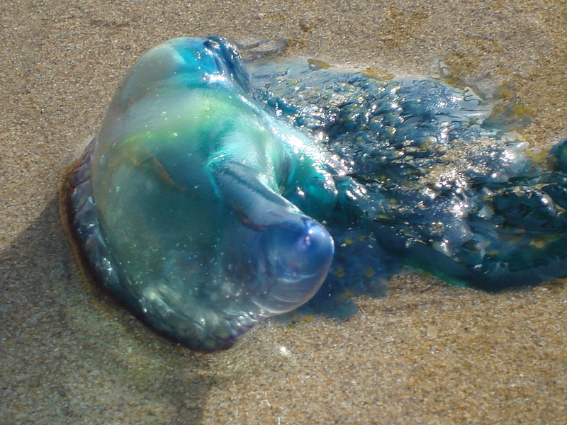 Żeglarz portugalski (Physalia physalis) 