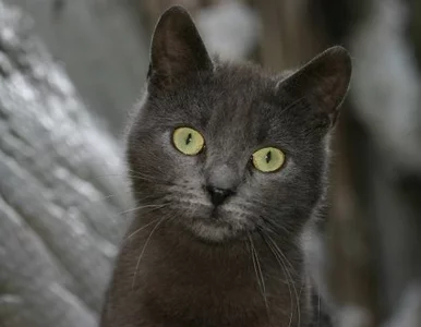 Miniatura: Kot przemycał heroinę. Do więzienia