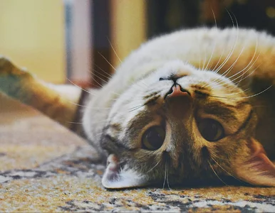 Miniatura: Masz kota? To ciekawostki, o których...