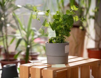 Miniatura: Muchy znikają bez śladu! Wystarczy, że...