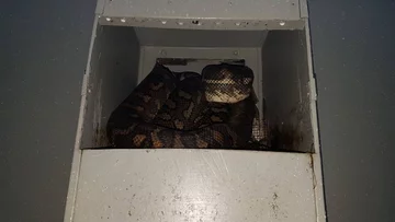 Wąż złapany przez pracowników firmy Brisbane Snake Catchers 