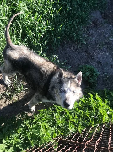 Husky Bono 