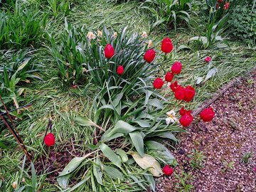 Tulipany
