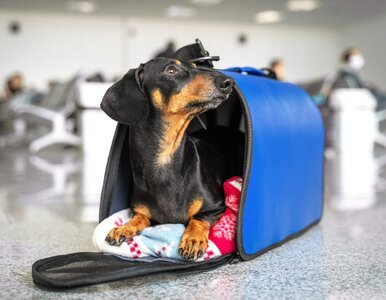 Miniatura: Wyrobienie paszportu dla psa. W trakcie...