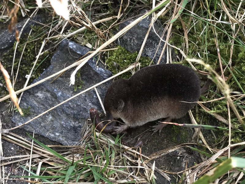 Ryj&oacute;wka aksamitna pomaga ograniczać ślimaki, larwy owad&oacute;w i&nbsp;inne drobne szkodniki pojawiające się w&nbsp;ogrodach. Sorex araneus