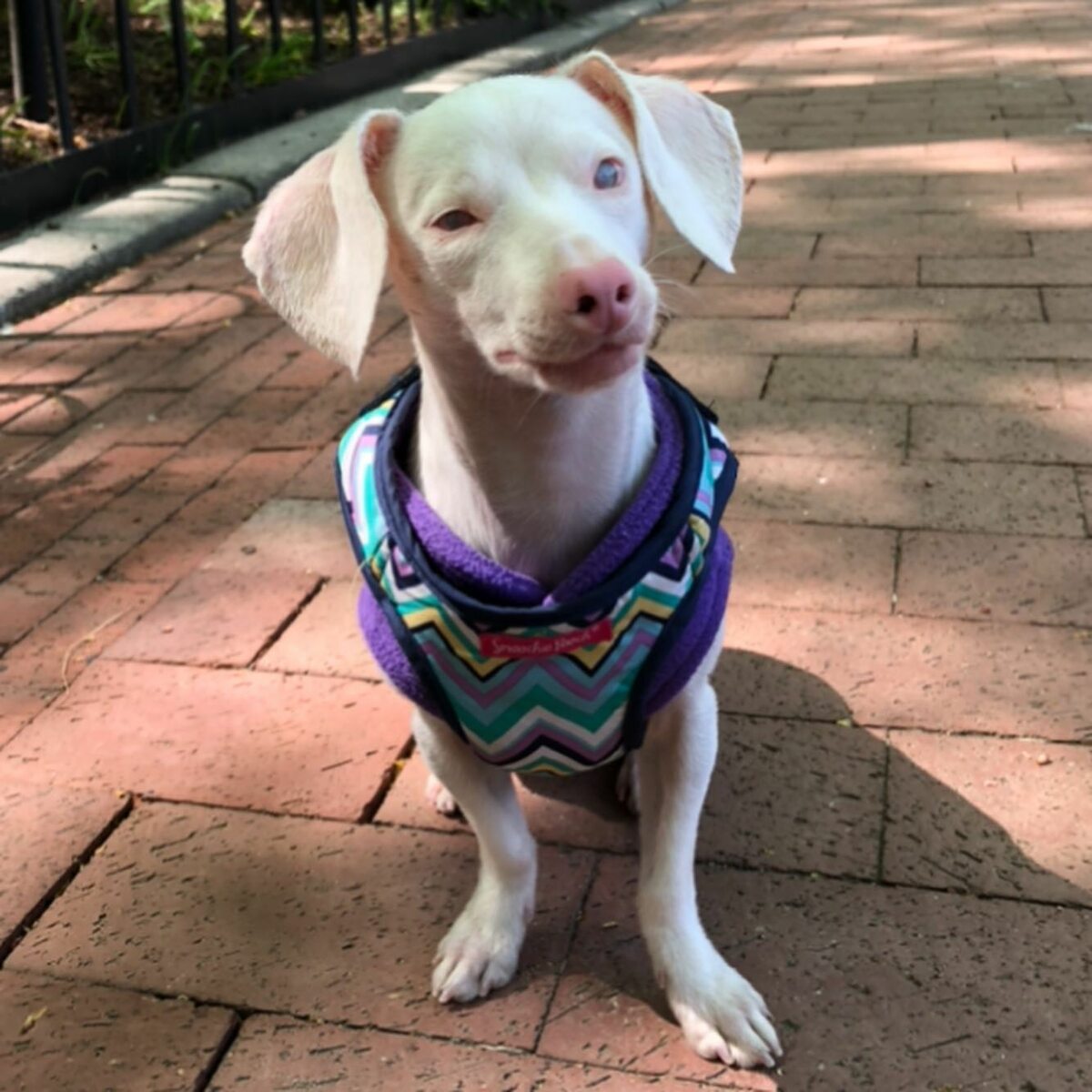 Niewidomy, głuchy i różowy. Ten wyjątkowy pies podbija internet