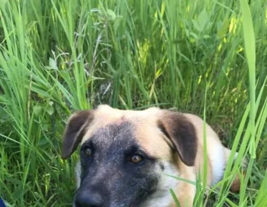 Miniatura: Oddała psa do adopcji. Ten pokonał ponad...