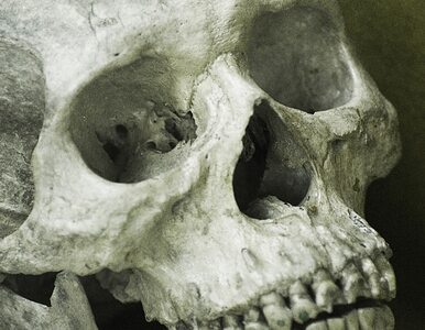 Miniatura: Wrocław: ludzkie czaszki przy ogródkach...
