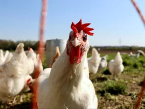 Miniatura: Nienawiść do kur. Fermy drobiu od lat...