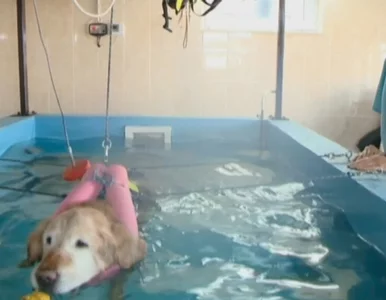 Miniatura: Rumuńscy weterynarze zalecają...