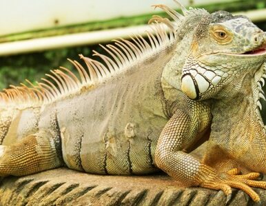 Miniatura: 700-kilogramowa iguana reklamuje muzeum