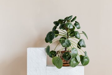 Pieniążek, Pilea peperomioides