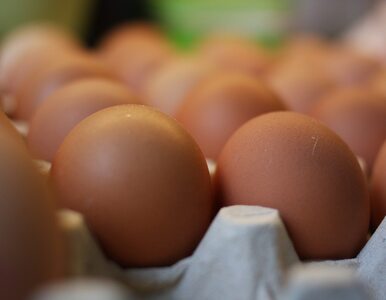Miniatura: Założył się, że zje 50 surowych jajek....