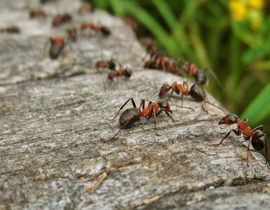 Miniatura: Pozbyłam się dokuczliwych mrówek na dobre....