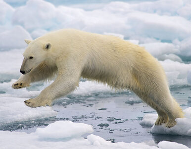 Miniatura: Rosja. Niedźwiedź polarny wysadzony w...