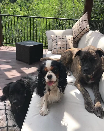 5. Lucy, Leo i Bear – psy Lindsey Vonn Rzadko kiedy można zobaczyć narciarkę alpejską bez jej ukochanych psów. Pierwszy z nich – Lucy – pies rasy cavalier king charles spaniel, jest z Vonn od 2014 roku. Później przygarnęła ona jeszcze dwa psy. Sama siebie określiła w wywiadzie dla NBC jako „szaloną psiarę”.