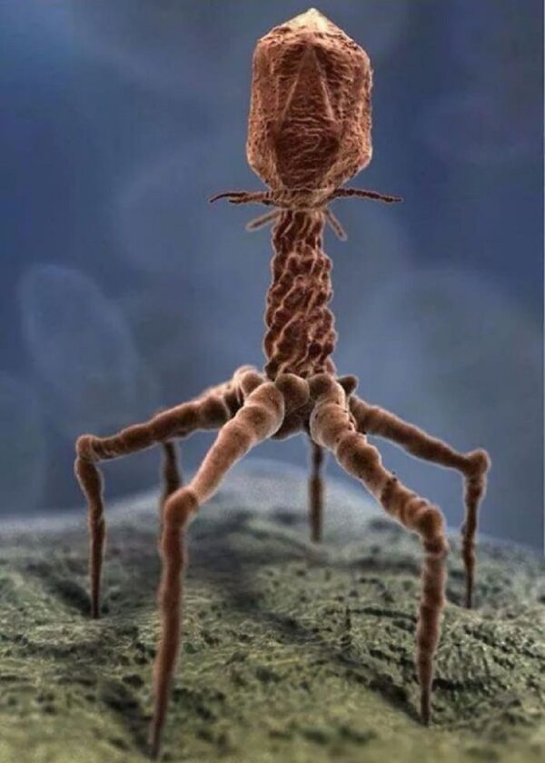 Tak wygląda wirus pod mikroskopem 