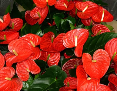 Miniatura: Wystarczy łyżka popularnej przyprawy, a...