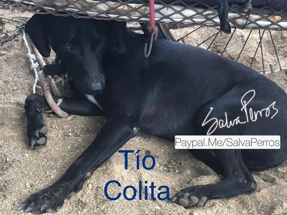 Tio Colita 