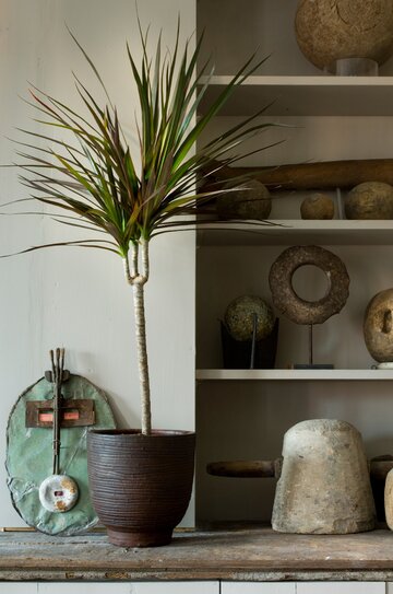 Rośliny oczyszczające powietrze &ndash; Dracaena marginata