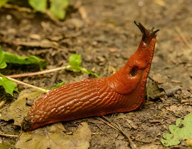 Miniatura: Jak pozbyć się nieproszonych gości z...