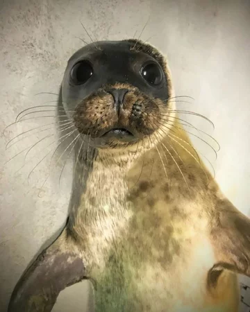 Foka uratowana przez organizację Seal Rescue Ireland 