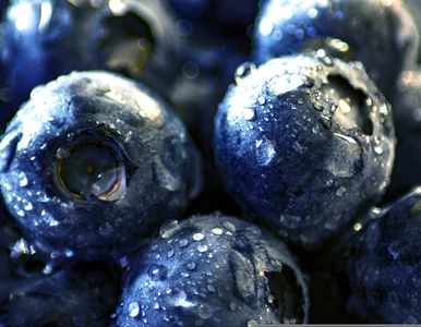 Miniatura: To nie tylko to, co jesz. Naukowcy...