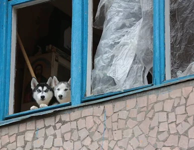 Miniatura: Poruszająca historia uchodźcy z Ukrainy....