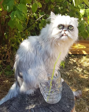 Wilfred - nietypowy kot 