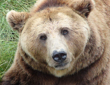 Miniatura: Tatry: uwaga na rannego niedźwiedzia